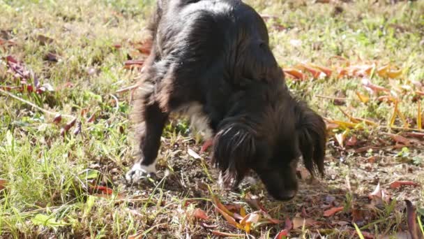 在阳光明媚的秋日 一只黑狗吃草 — 图库视频影像