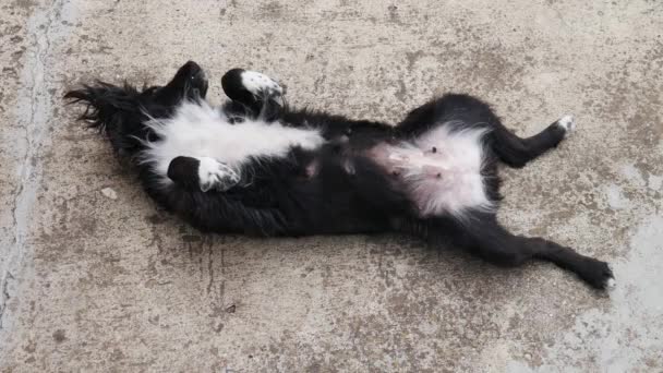 Dişi Bir Siyah Beyaz Melez Köpek Sırt Üstü Uzanıyor — Stok video