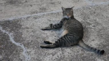 Çizgili şişman kedi uykusundan uyanır ve hemen ona geri döner..