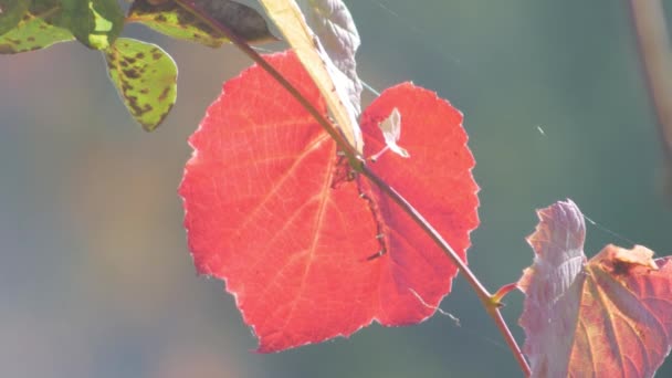 在一个阳光明媚的秋日 红葡萄叶中的四分一 — 图库视频影像
