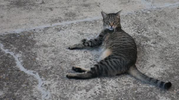 Die Gestreifte Dicke Katze Wacht Aus Dem Schlaf Auf Und — Stockvideo