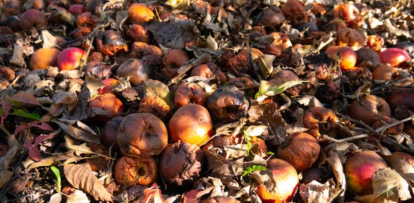 Rotten Apples Dry Leaves — Stock Photo, Image