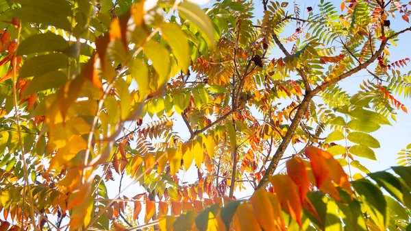 Сумак Осенью Верхушечные Листья Ярко Желтые Оранжево Красные Осенние Листья — стоковое фото