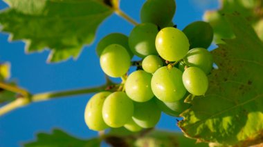 Genç yeşil üzümler güneşli bir günde, mavi gökyüzü arka planda.