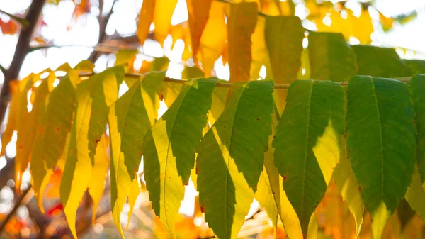 Yellow Green Leaves Sumac Rhus Glabra — Stock Photo, Image