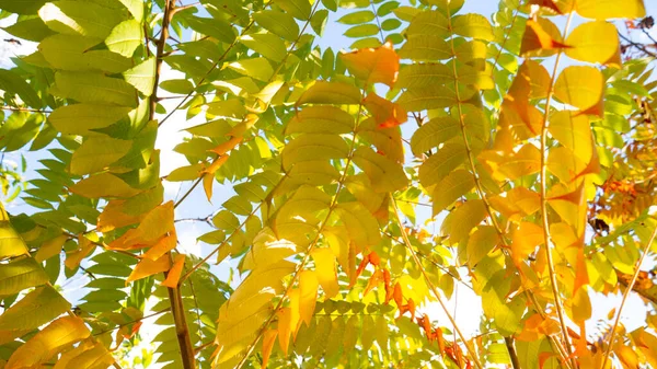 Autumn Leaves Rhus Glabra Smooth Sumach — Stock Photo, Image