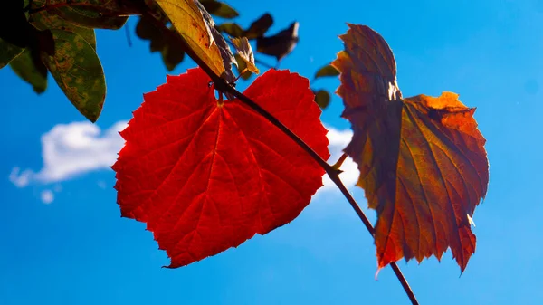 Rote Trauben Einem Sonnigen Herbsttag — Stockfoto