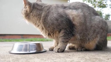 Kedi bahçedeki bir kaseden yoğurt yiyor..