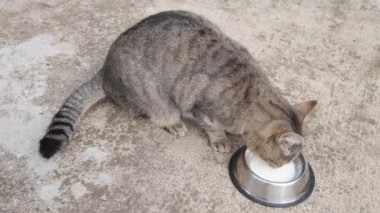 Tom caddedeki bir kaseden yoğurt yer..