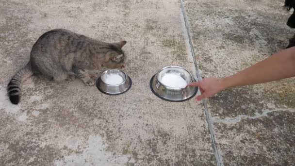 Kat Hond Eten Uit Een Kom Samen Kat Hond Voederen — Stockvideo