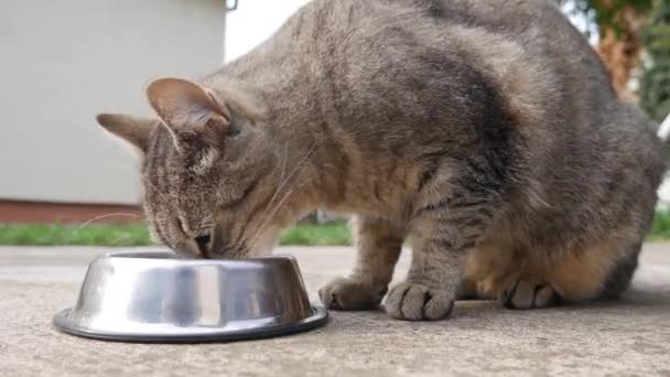 Pisica Dungi Mănâncă Lapte Dintr Castron Din Curte — Videoclip de stoc