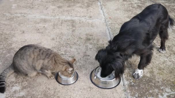 Kedi Köpek Bir Kaseden Süt Veya Yoğurt Içer — Stok video