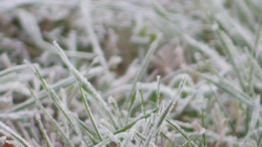 Donmuş bir sabah otunun aşağı eğilmesi.