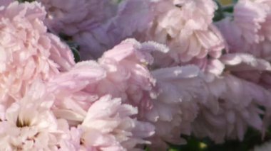 Donmuş bir kasımpatının aşağı eğilmesi.