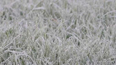 Sabah ayazıyla yeşil çimen. 