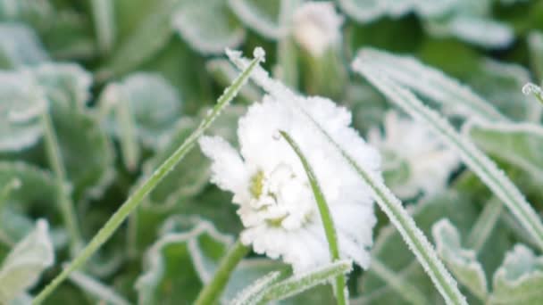 Inclinar Para Baixo Uma Variedade Grama Congelada Folhas Flores Brancas — Vídeo de Stock