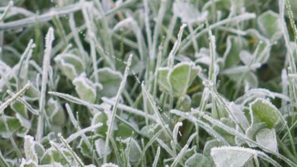 Umkippen Von Gefrorenem Gras Und Klee Mit Spinnennetz — Stockvideo