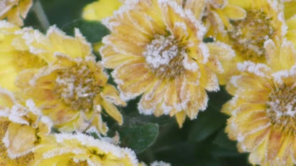 把一朵冻黄的菊花倒在地上 — 图库视频影像