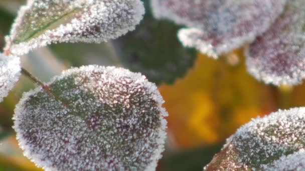 Primer Plano Una Rosa Congelada — Vídeos de Stock