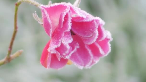 정원에서 얼어붙은 분홍색 장미의 — 비디오