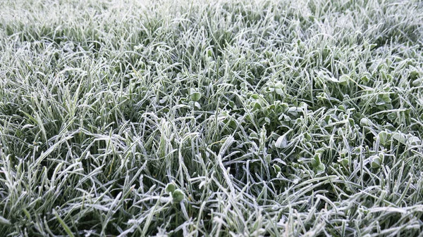 Заморожена Трава Вкрита Калюжею — стокове фото