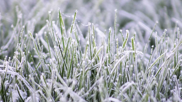 Soğuk hava konsepti. Çayırda donmuş çimenler.