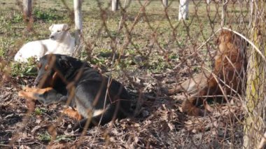 Kuru yaprakların üzerinde yatan üç köpeğin çitinden bir manzara..