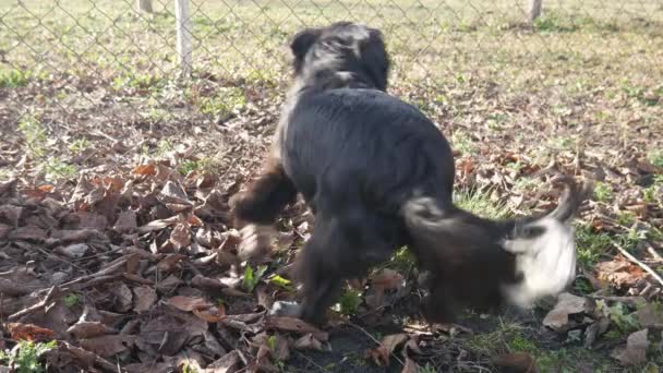 Honden Tuin Blaffen Naar Elkaar — Stockvideo