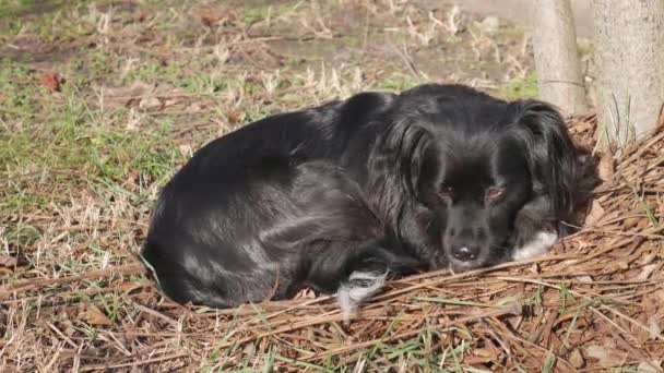 1的黑狗躺在外面吃草 — 图库视频影像