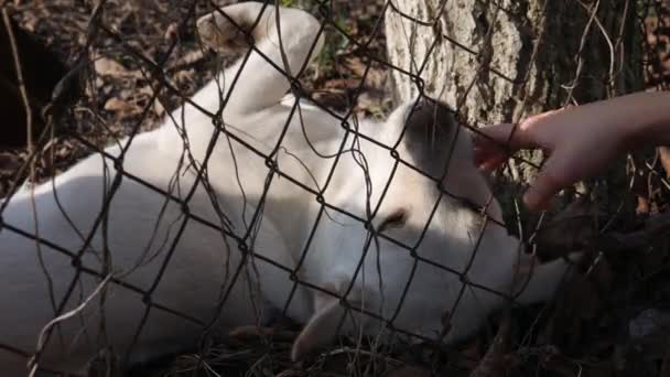 狗之吻 女人的手穿过栅栏爱抚两只狗 — 图库视频影像