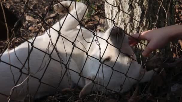 Dogs Kiss Female Hands Fence Caressing Two Dogs — Stock Video