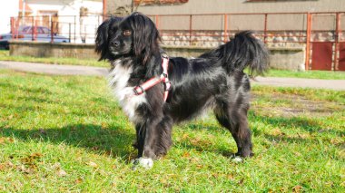 Uzun saçlı siyah beyaz bir köpek mahallede yürüyüşe çıktı..