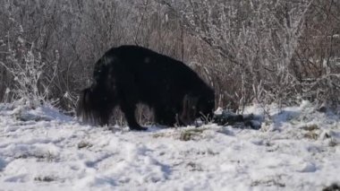 Kara bir köpek karı kokluyor..