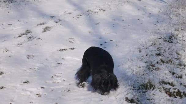 一只黑狗嗅着雪地上的脚印 — 图库视频影像