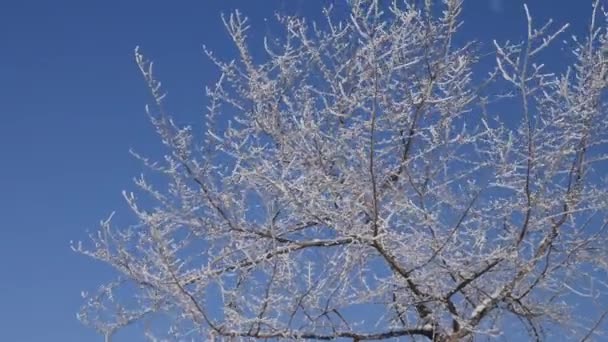 Hoarfrost Větve Mladého Stromu Pokryté Sněhem — Stock video