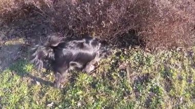 Parkta çalıları koklayan siyah bir köpek..
