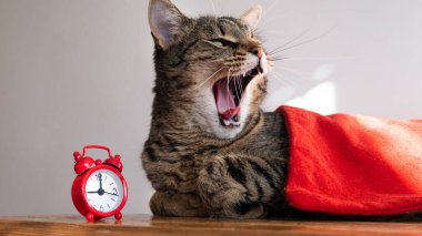 A cat covered with a red blanket yawns next to a red clock.