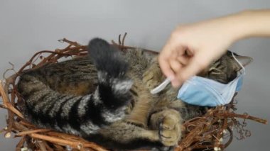 Kedi burnundaki tıbbi maskeyi çıkarır ve onunla oynar..