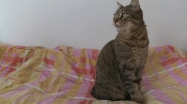 1 'de 2 Yatakta çizgili bir kedi oturuyor.