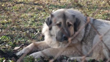 Köpekler için çitli bir alanda büyük bir köpek çimlerin üzerinde yatıyor..