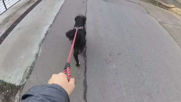 貧しい近所の通りを犬の散歩 — ストック動画