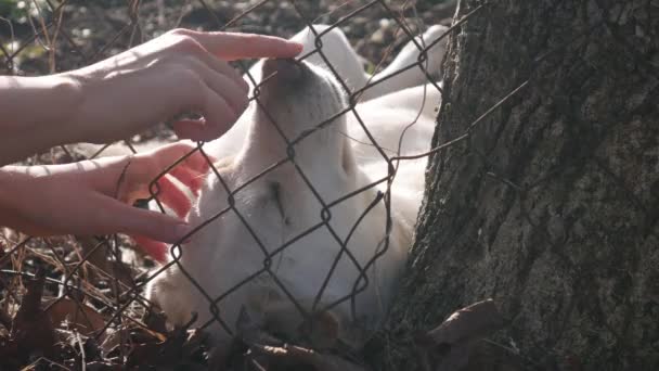 Las Manos Una Mujer Acariciando Perro Blanco Tomando Sol Través — Vídeo de stock