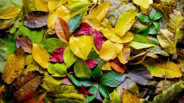 Kleurrijke Heldere Achtergrond Gemaakt Van Gevallen Herfstbladeren — Stockfoto