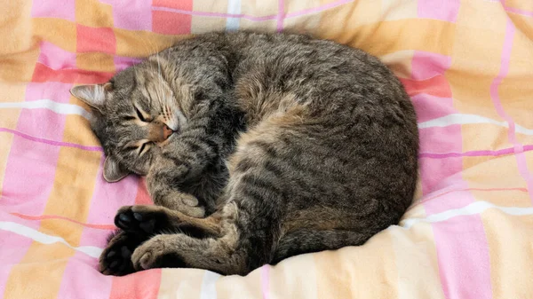 Divertido Acurrucado Gato Durmiendo Cama — Foto de Stock