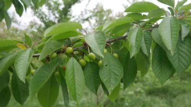  Ağaç dallarında yeşil kiraz meyvesi.
