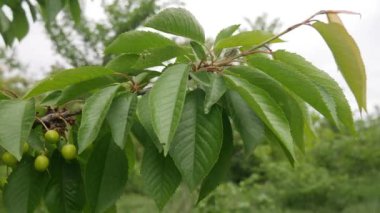 Olgunlaşmamış yeşil kirazlar baharda ağaçta olgunlaşır..