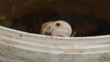 Kabuklu büyük bir salyangoz sürünüyor. Salyangoz ilerliyor.