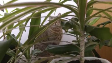 Saksıda çiçekleri olan bir kedi.