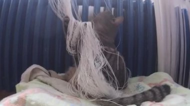 Kedi çizgili beyaz bir perdeyle oynuyor..