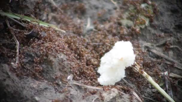 Uma Mão Humana Deixa Pedaço Pão Branco Com Formigas Laranja — Vídeo de Stock